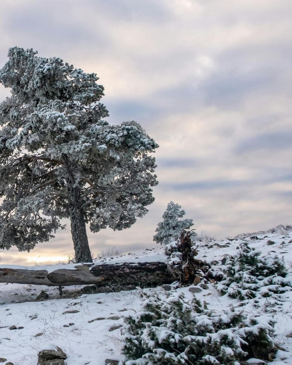 Fall Clean Up for Oakwood Tree Removal LLC in Oak Creek,  WI