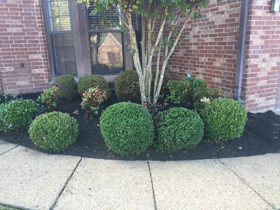 Shrub Trimming for Kingdom Landscaping in Memphis, TN