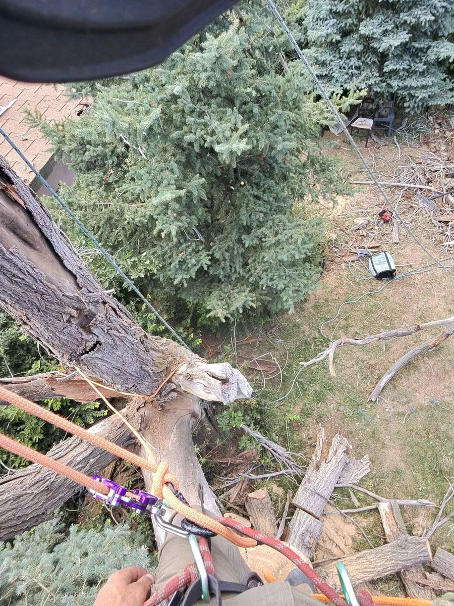 Tree Removal for Elevated Tree Care in Gillette, WY