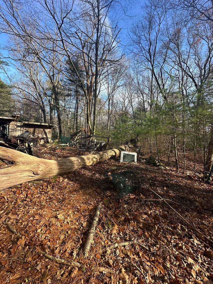 Tree Removal for Silver City Tree and Landscape in Taunton, MA