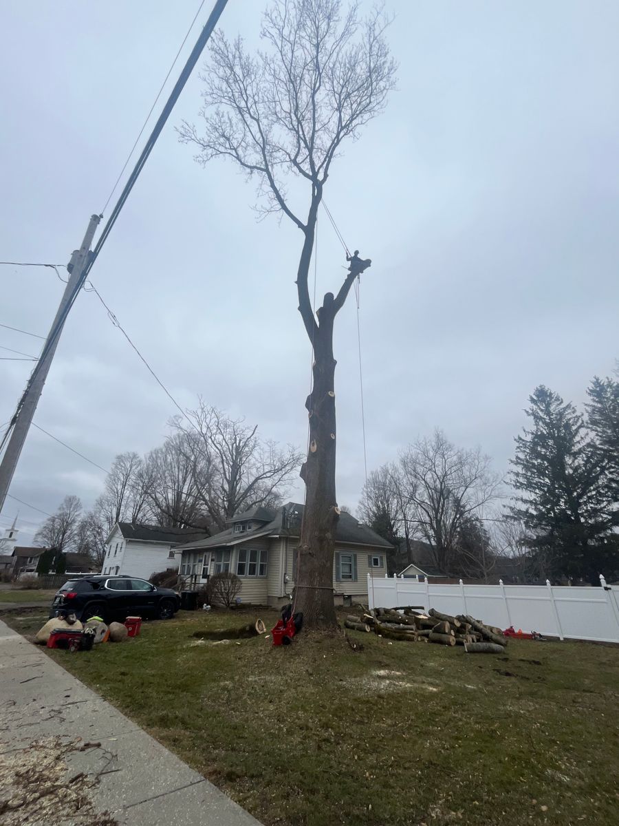 Tree Trimming for Licensed to Cut Tree Service in Athens, PA