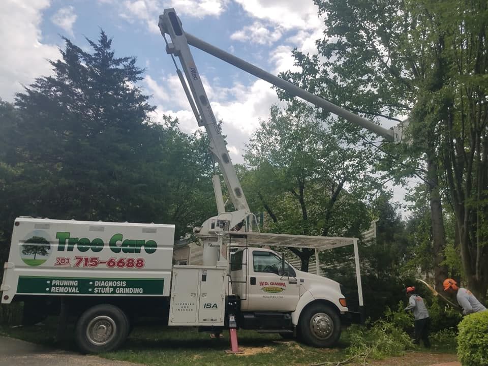 Stump Removal for W D Giampa Lawns and Landscape Inc. in Manassas, VA