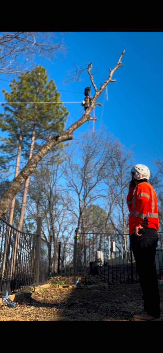 Tree Removal for Tyco Forest Management in Placerville, CA