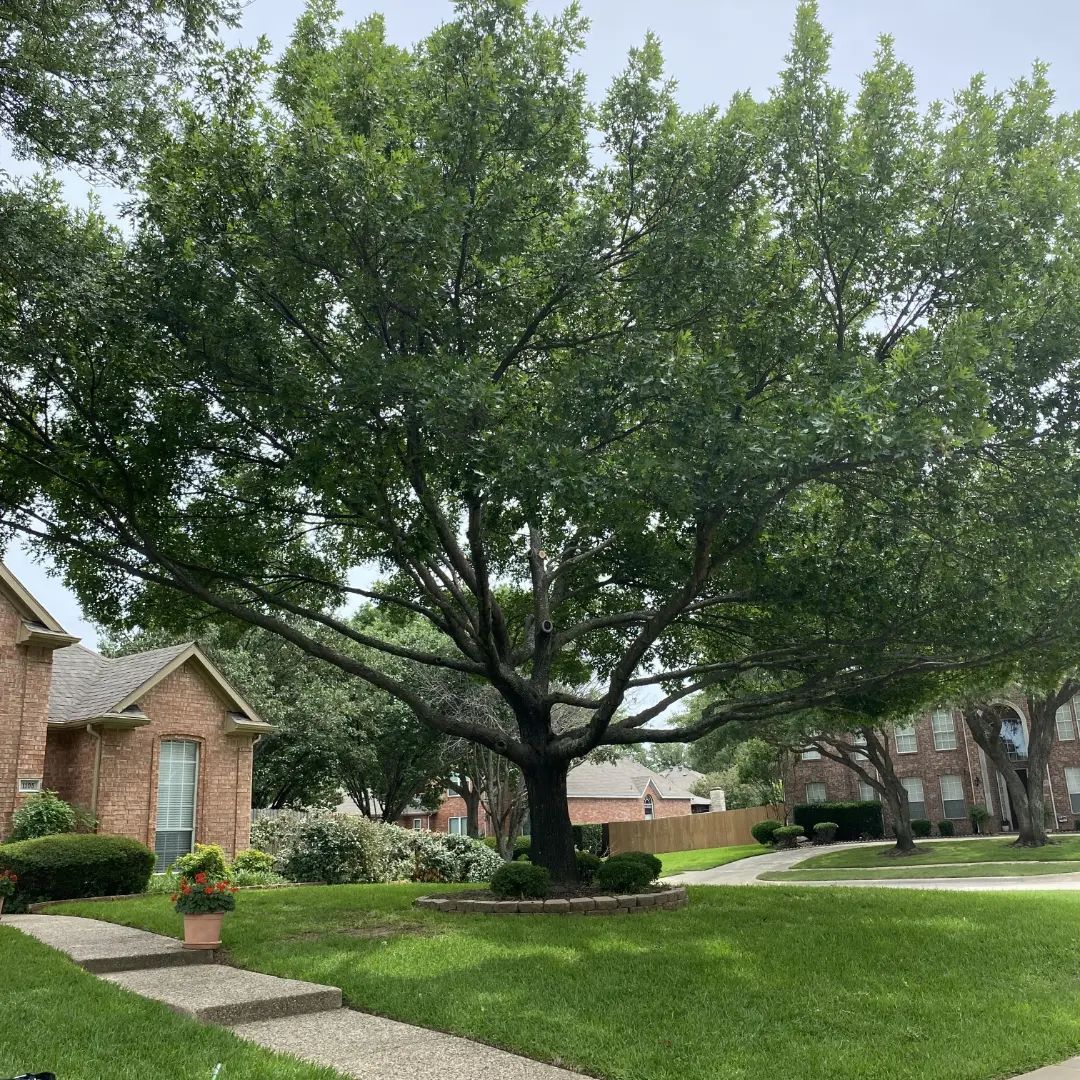 Tree Trimming for Muniz Tree Service in North Richland Hills, TX