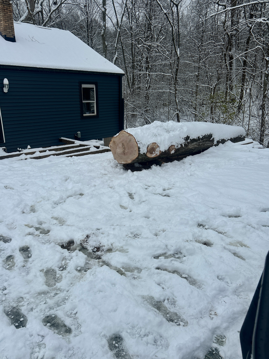 Tree Removal for Terra Steel Creations in Independence, KY
