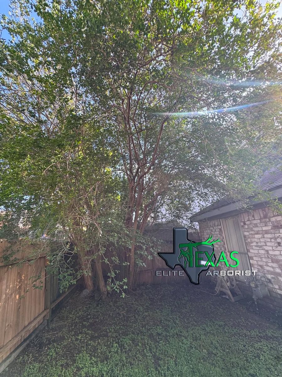 Fall Clean Up for Texas Elite Arborist in Houston, TX