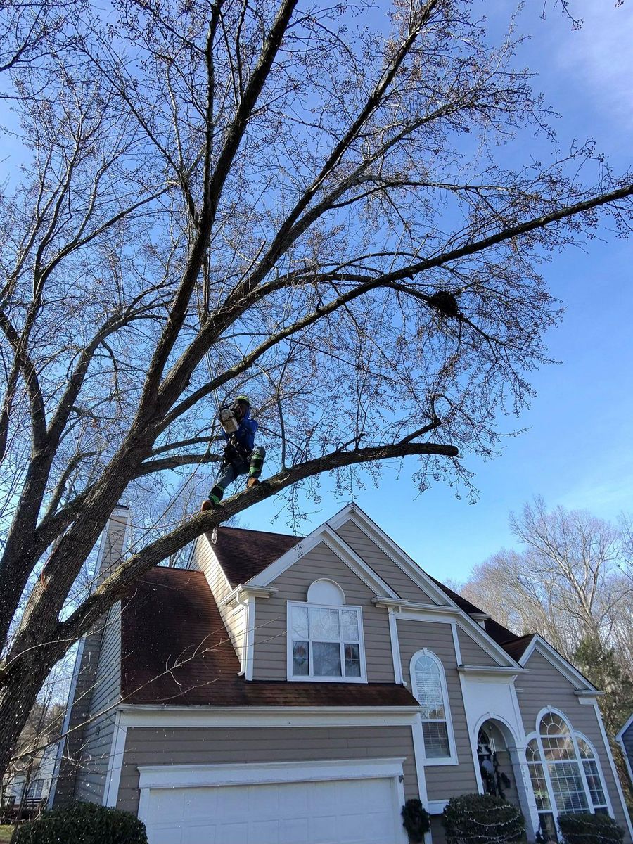 Tree Removal for Pedro's Tree Removal in Charlotte, NC