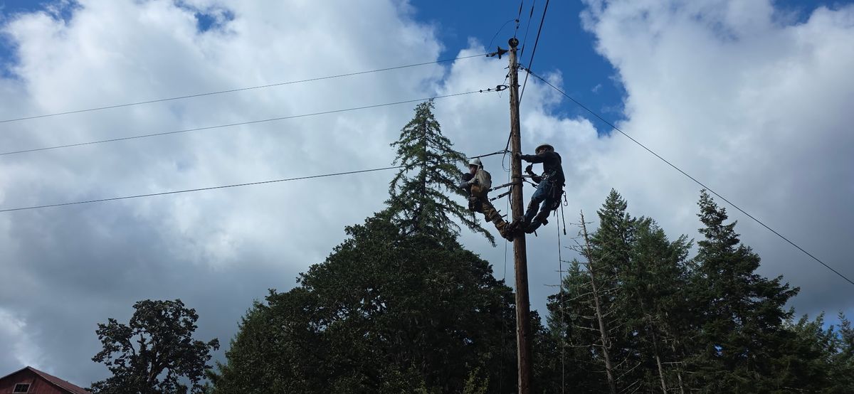 Tree Trimming for Hammons Construction LLC in Eugene, OR