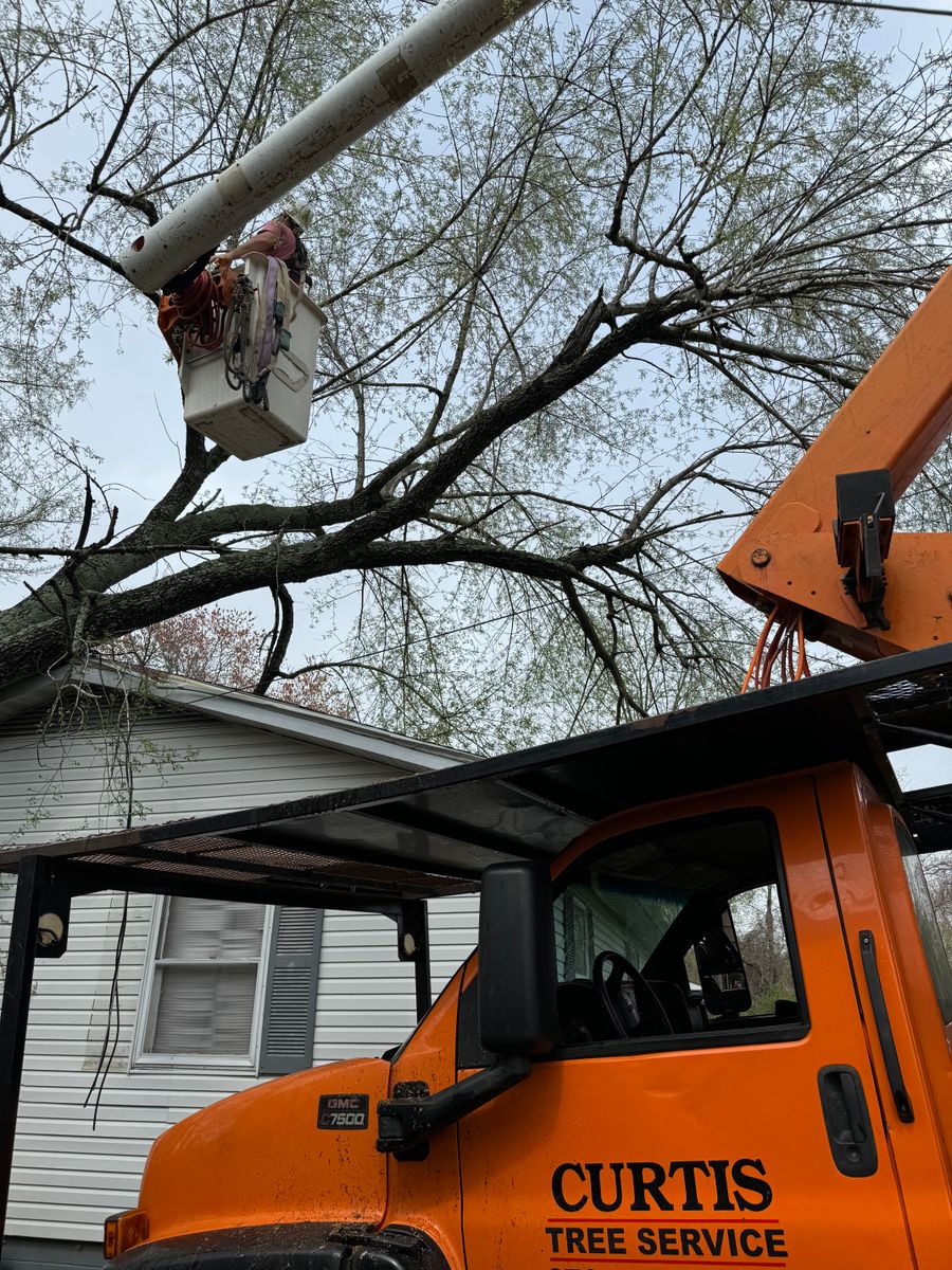 Tree Removal for Curtis Tree Service LLC in Hopkins County, KY