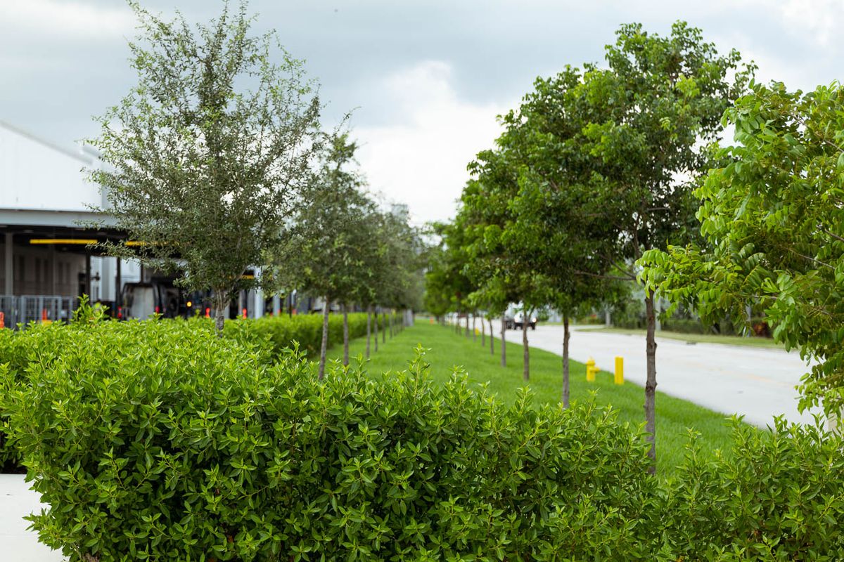 Landscaping for Arazoza Brothers Corporation in Miami, FL