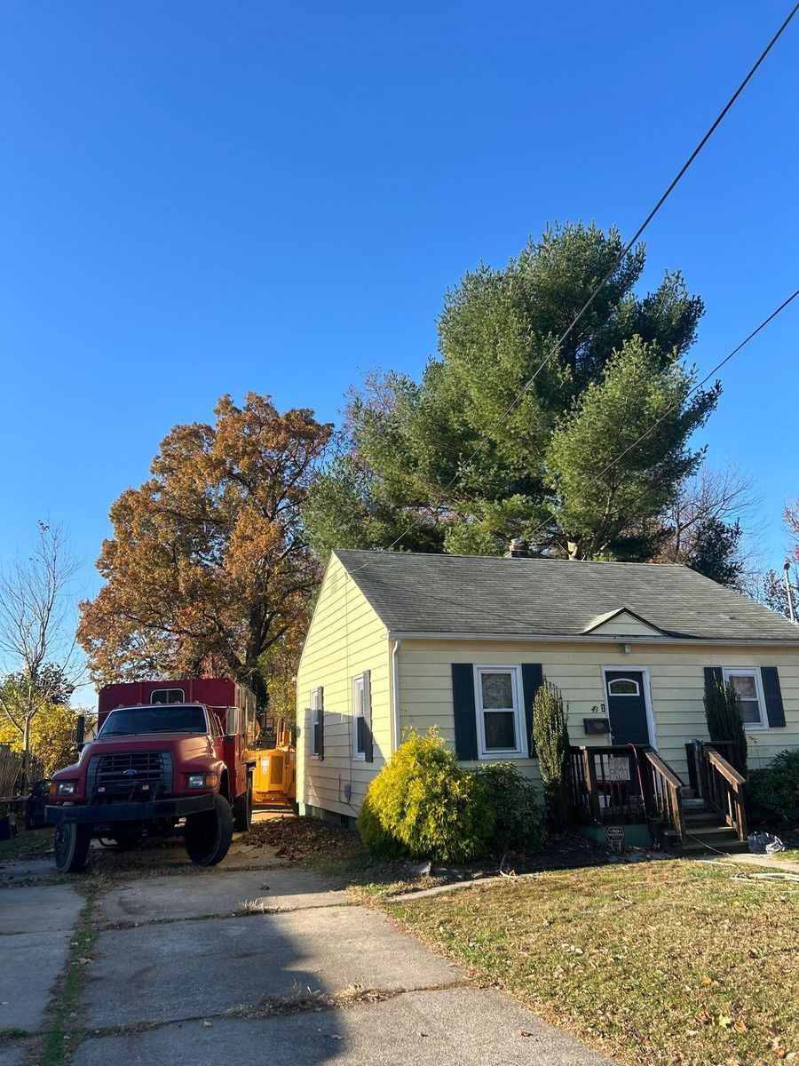 Tree Trimming for Hingewood Tree Service in Salem, NJ