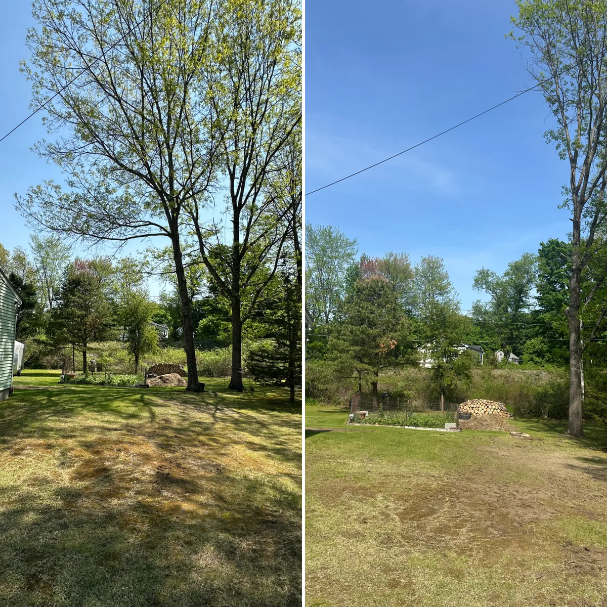 Tree Removal for Leaf and Limb in Townsend, MA
