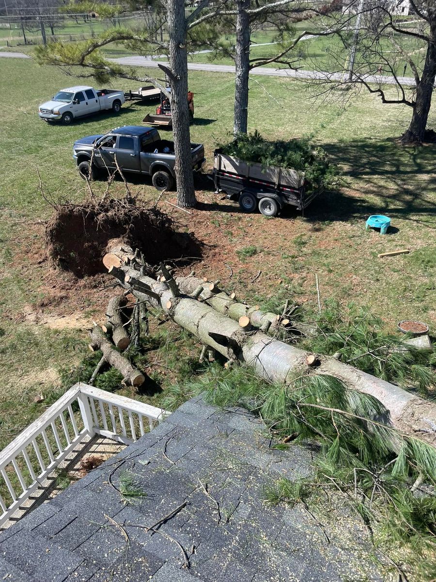 Tree Removal for JDI Customs in Nashville, TN