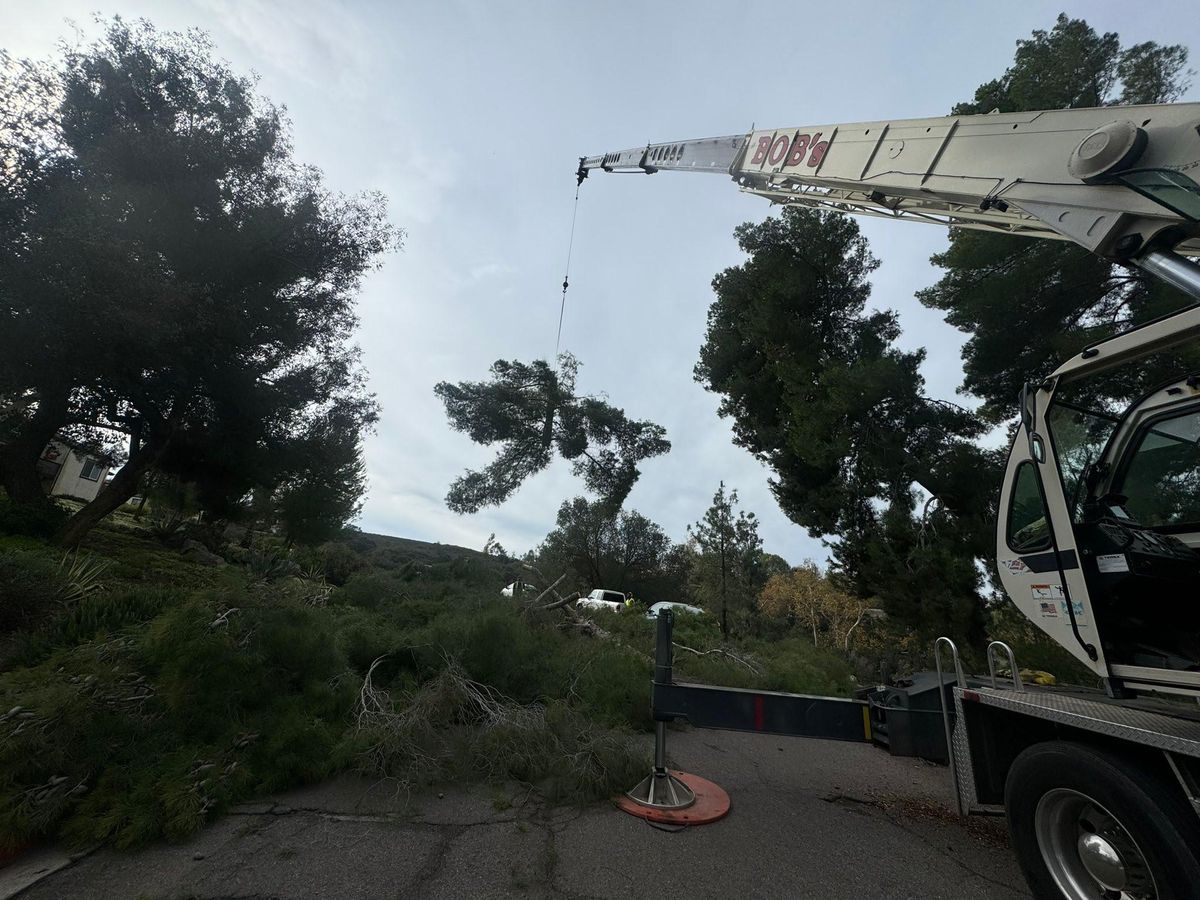 Tree Services for The Tree Fairy in Julian, CA
