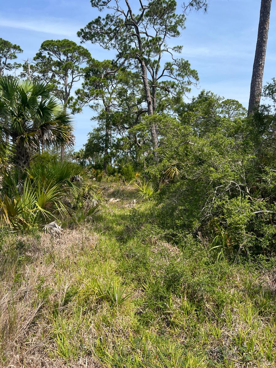 Brush cutting for Roberts Lawn & Landscape in Cross City, FL