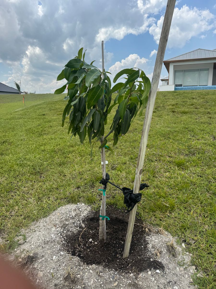 Tree Service for BH Lawn and Landscape in Fort Myers, FL
