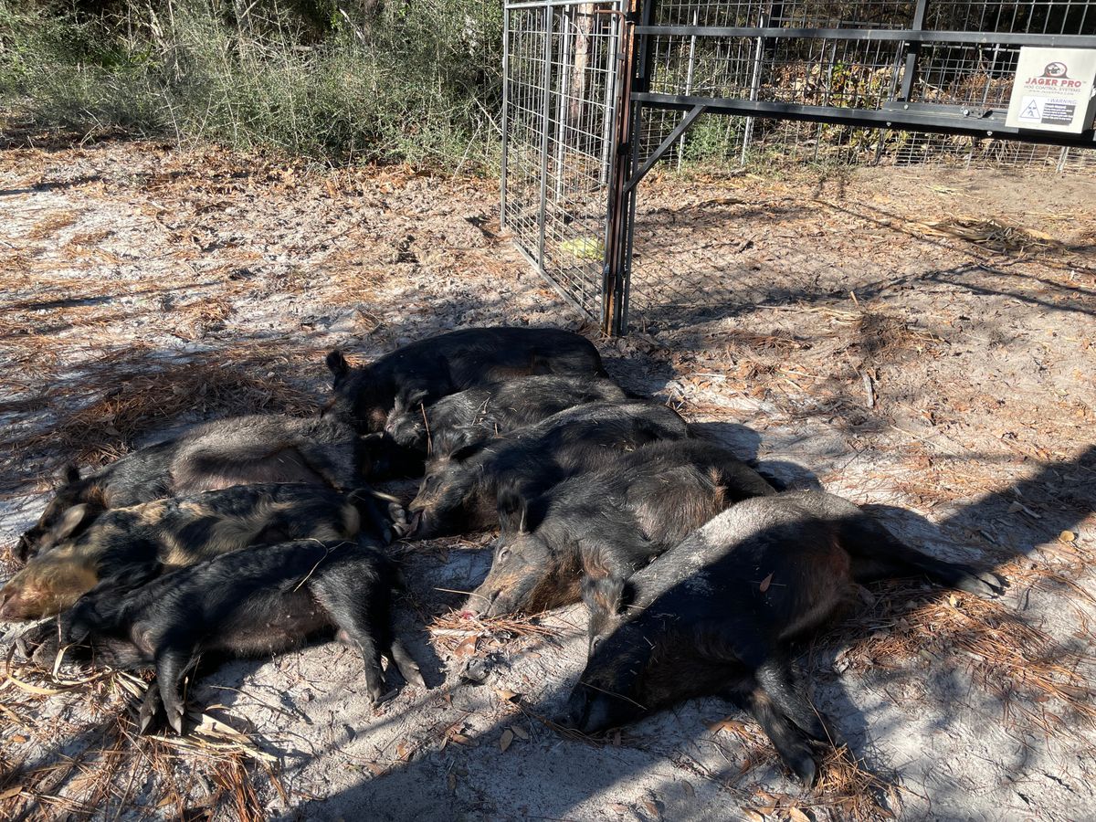 Proactive Hog Trapping for Havoc Hog Control in Molino, FL