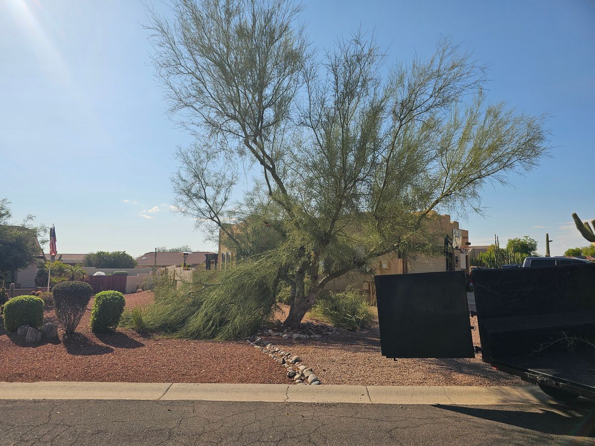 Tree Removal for T's Tree Service and Firewood in Apache Junction, AZ