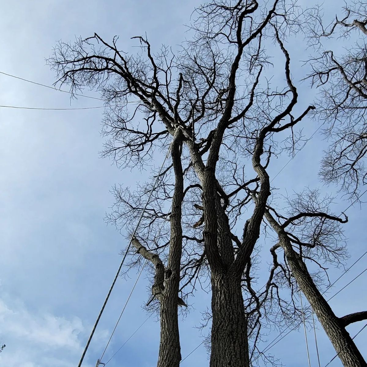 Tree Trimming for Timber Arts Tree Service in Lindenwold, NJ 