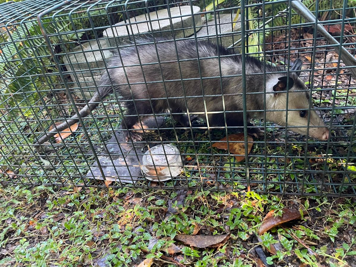 Opossums for North Brevard Wildlife Solutions in Mims, FL