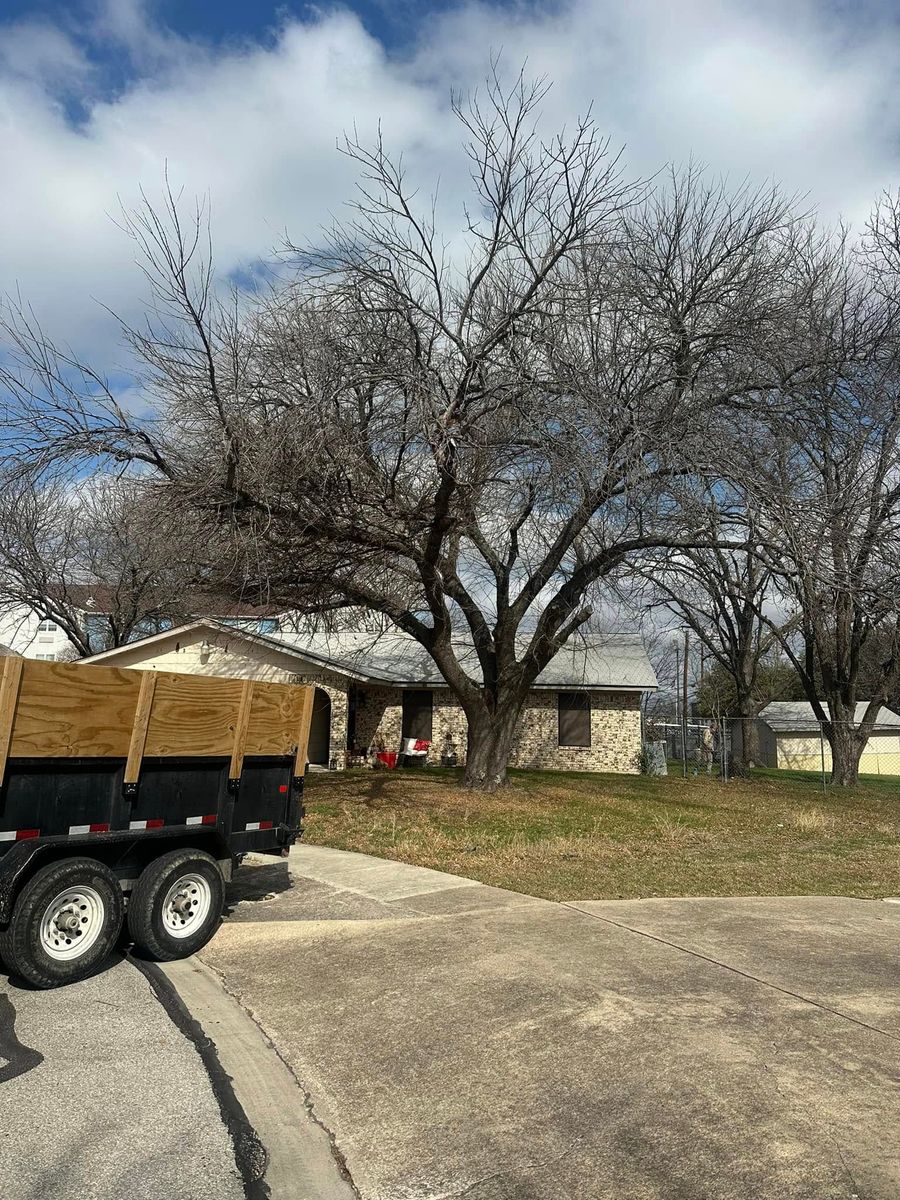 tree service- trimming and removals for CrossCut in Kempner, TX