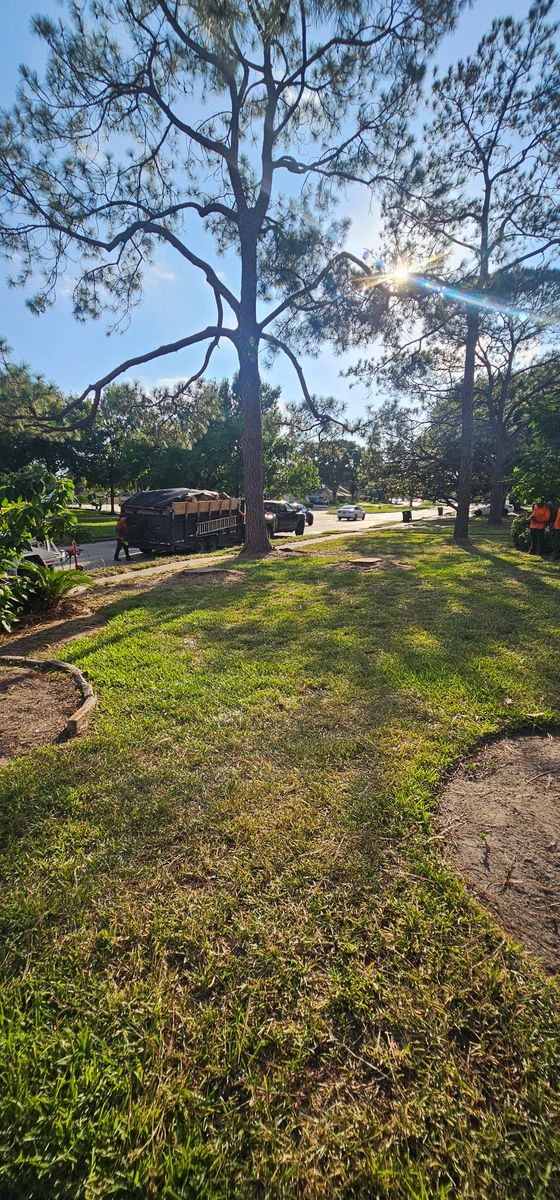 Tree Trimming for Servin's Tree Care  in Houston, TX