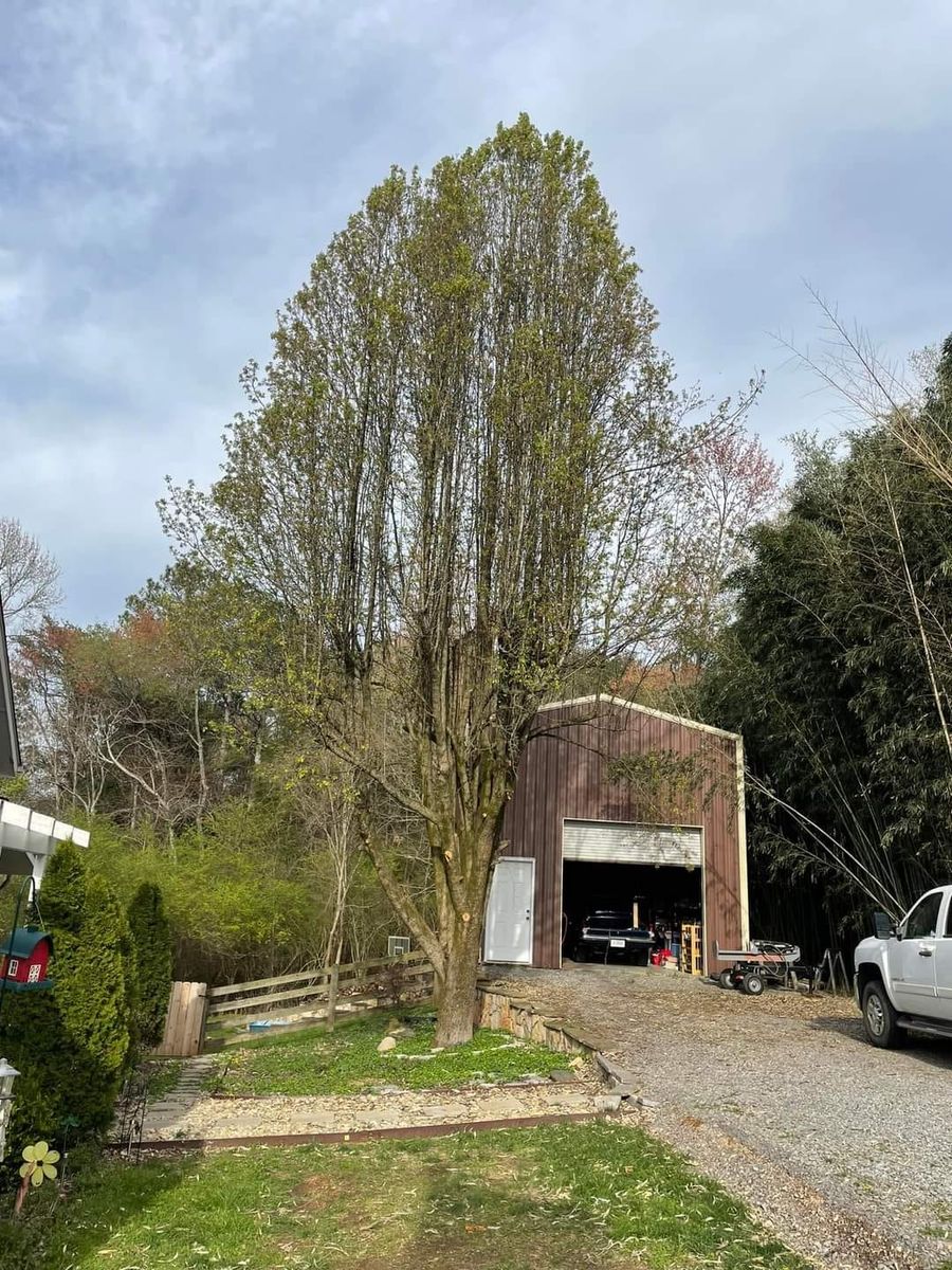 Tree Removal for Scott's Tree Service in Athens, TN