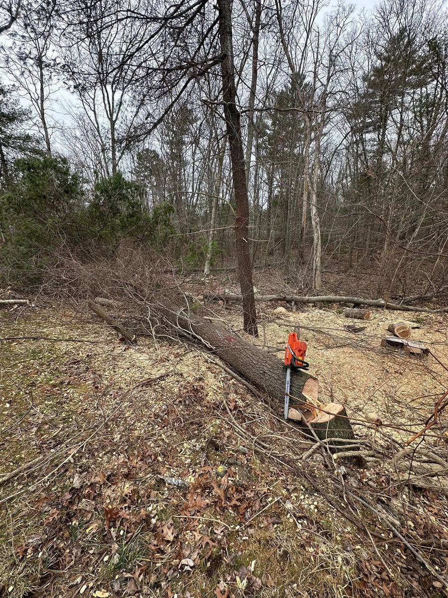 Tree Removal for Silver City Tree and Landscape in Taunton, MA