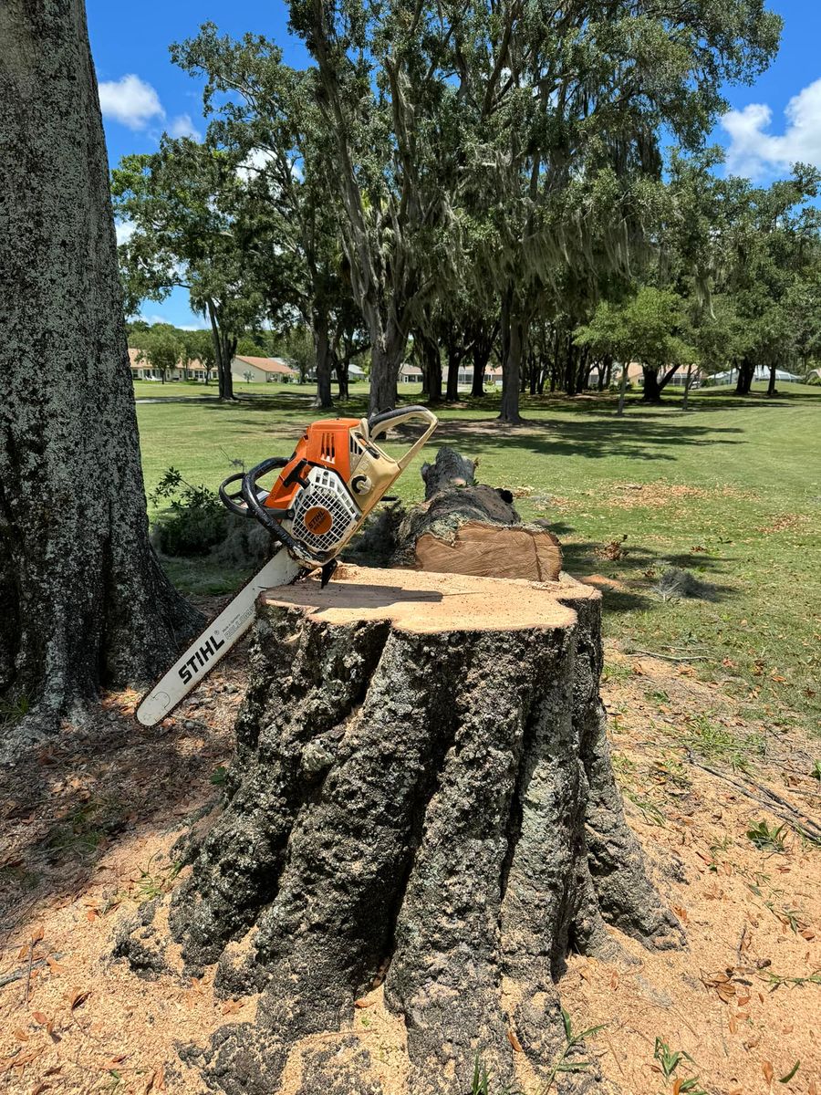 Stump Removal for Ryker's Tree Service in Dunedin, FL