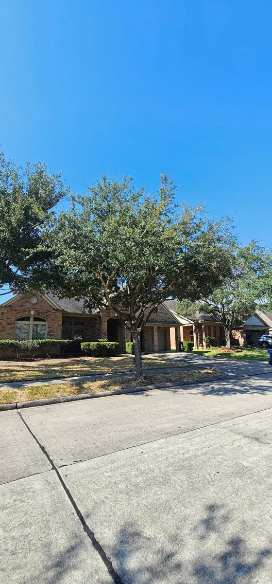 Tree Removal for Servin's Tree Care  in Houston, TX