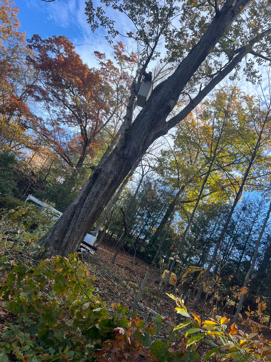 Tree Trimming for Ground To Sky Tree Care in Asheville, North Carolina