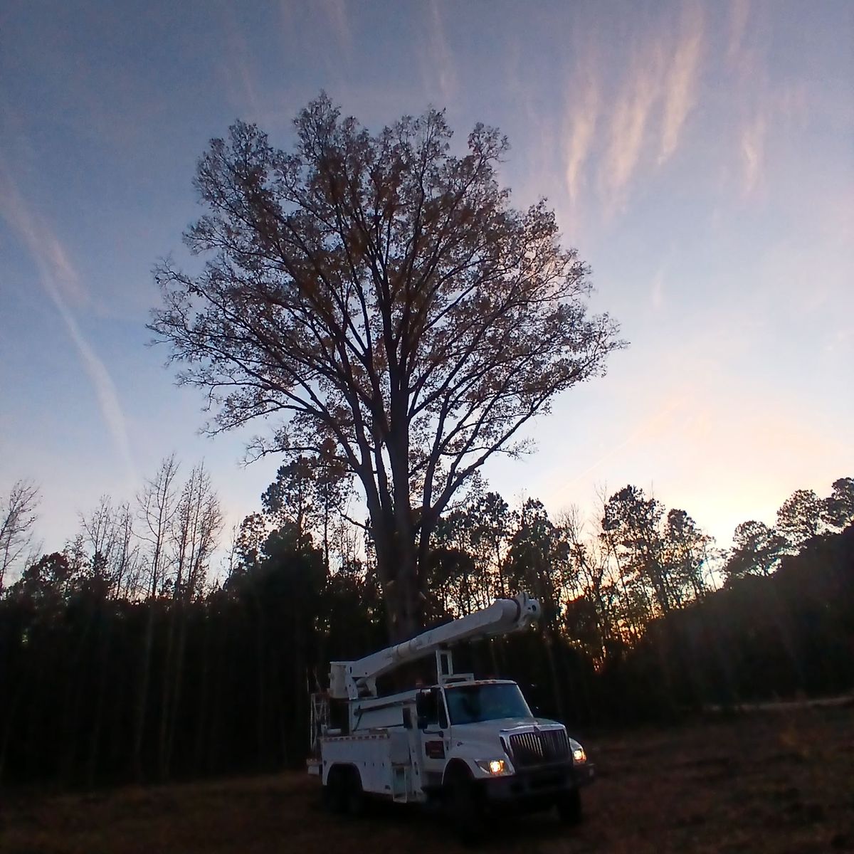 Tree Trimming for Kingdom Riderz Hauling And Tree Service in Tar Heel, NC