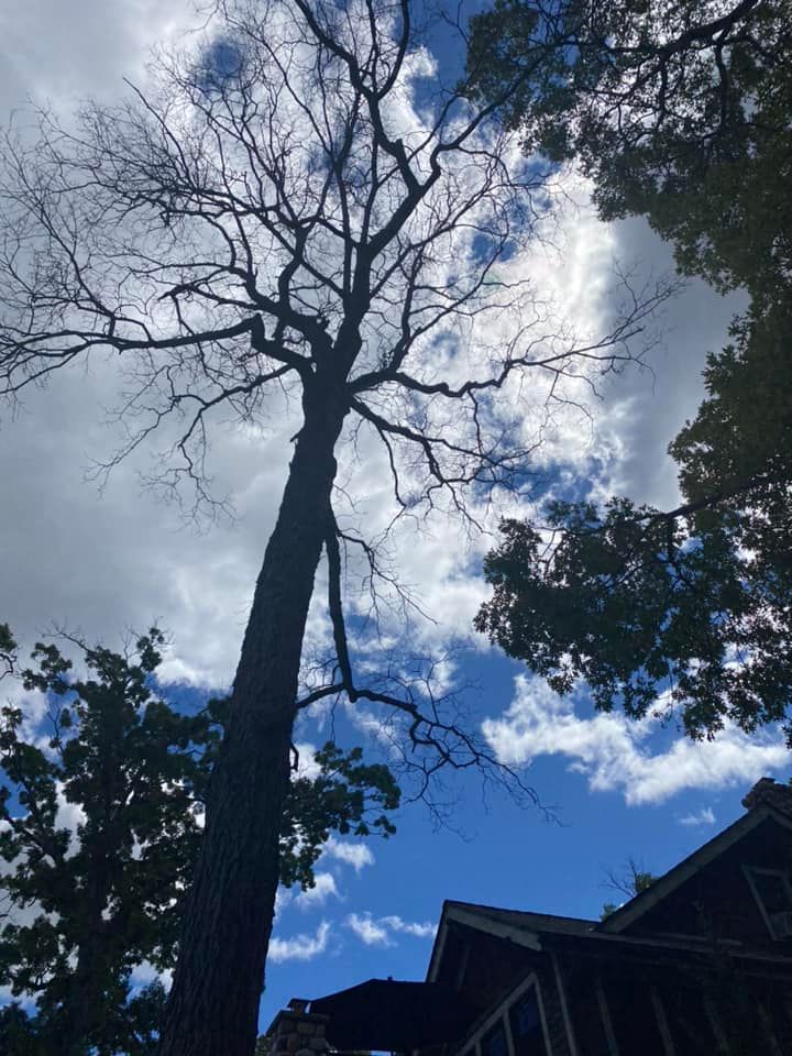 Tree Trimming for Ramirez Tree Care in Pontiac, Michigan