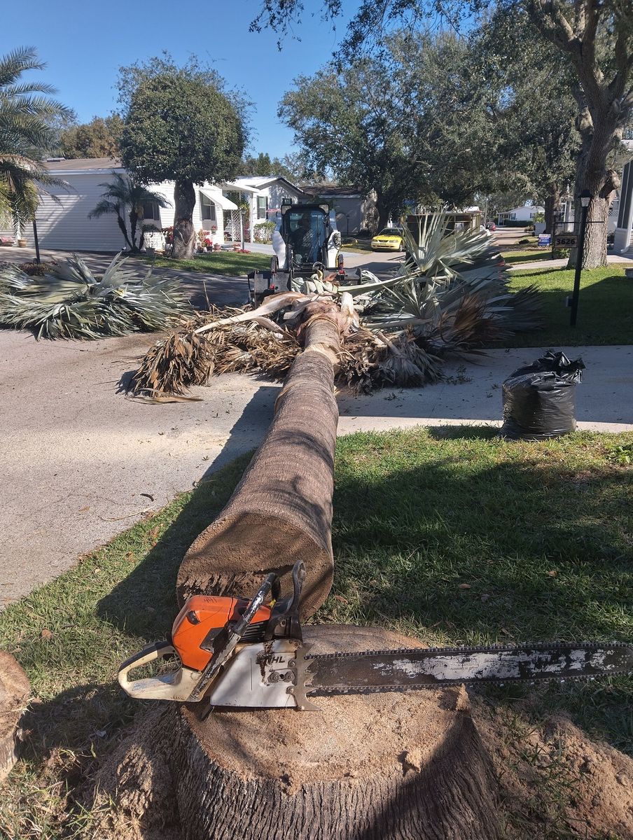 Tree Removal for Bills Tree Service in Valrico, FL