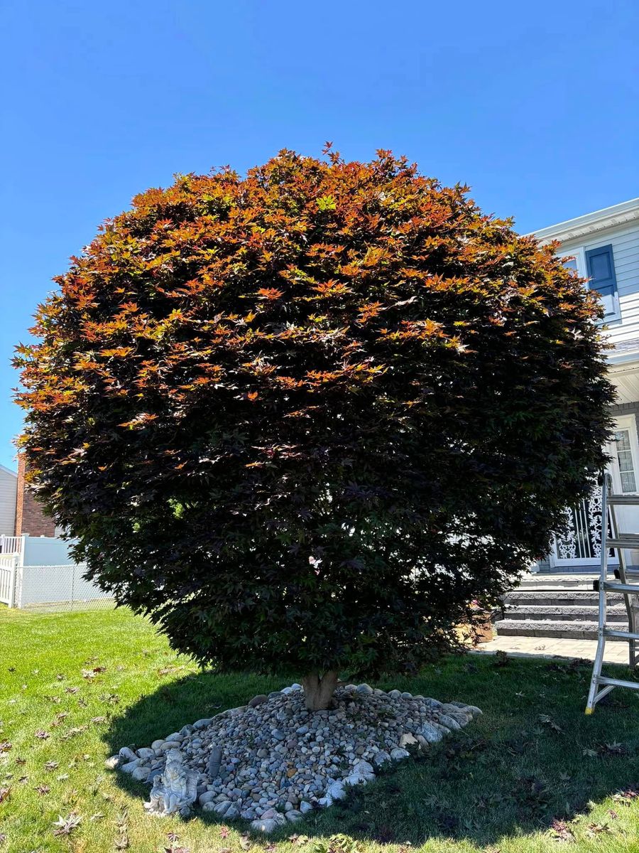Hedge Trimming for T's Trees in Albany, NY
