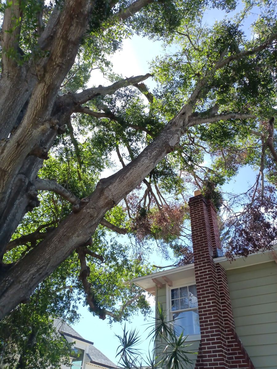 Land Clearing for Ultimate Tree and Landscape Services LLC in Mulberry, FL