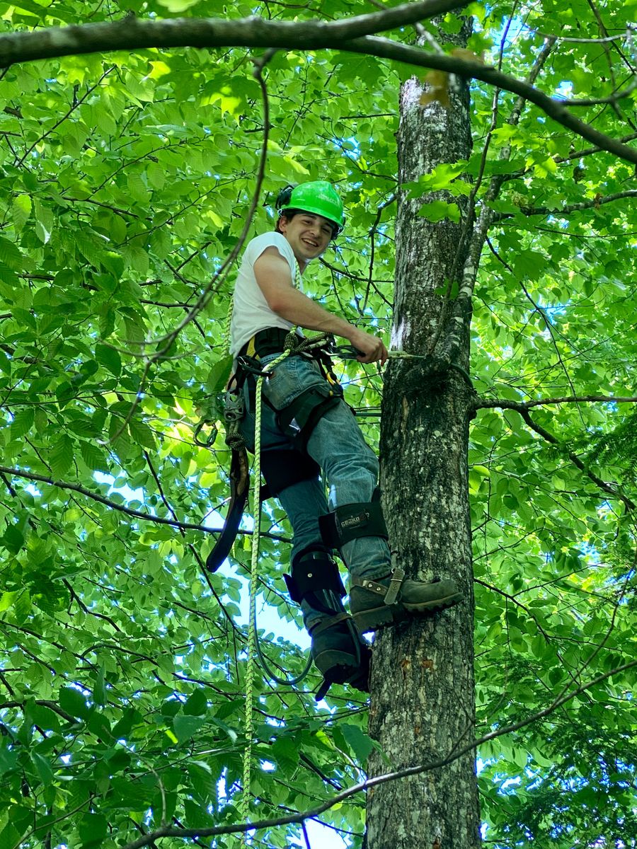 Tree Removal for Jack Of All Blades in Windsor County, VT