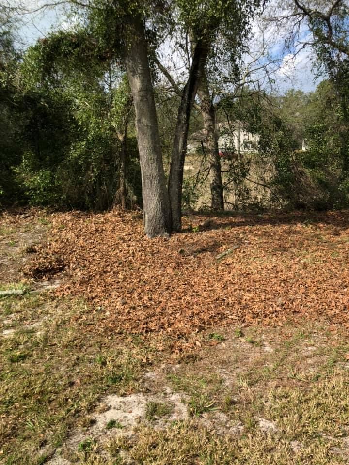 Fall Clean Up for Perfect MOs Landscaping in Hudson, FL