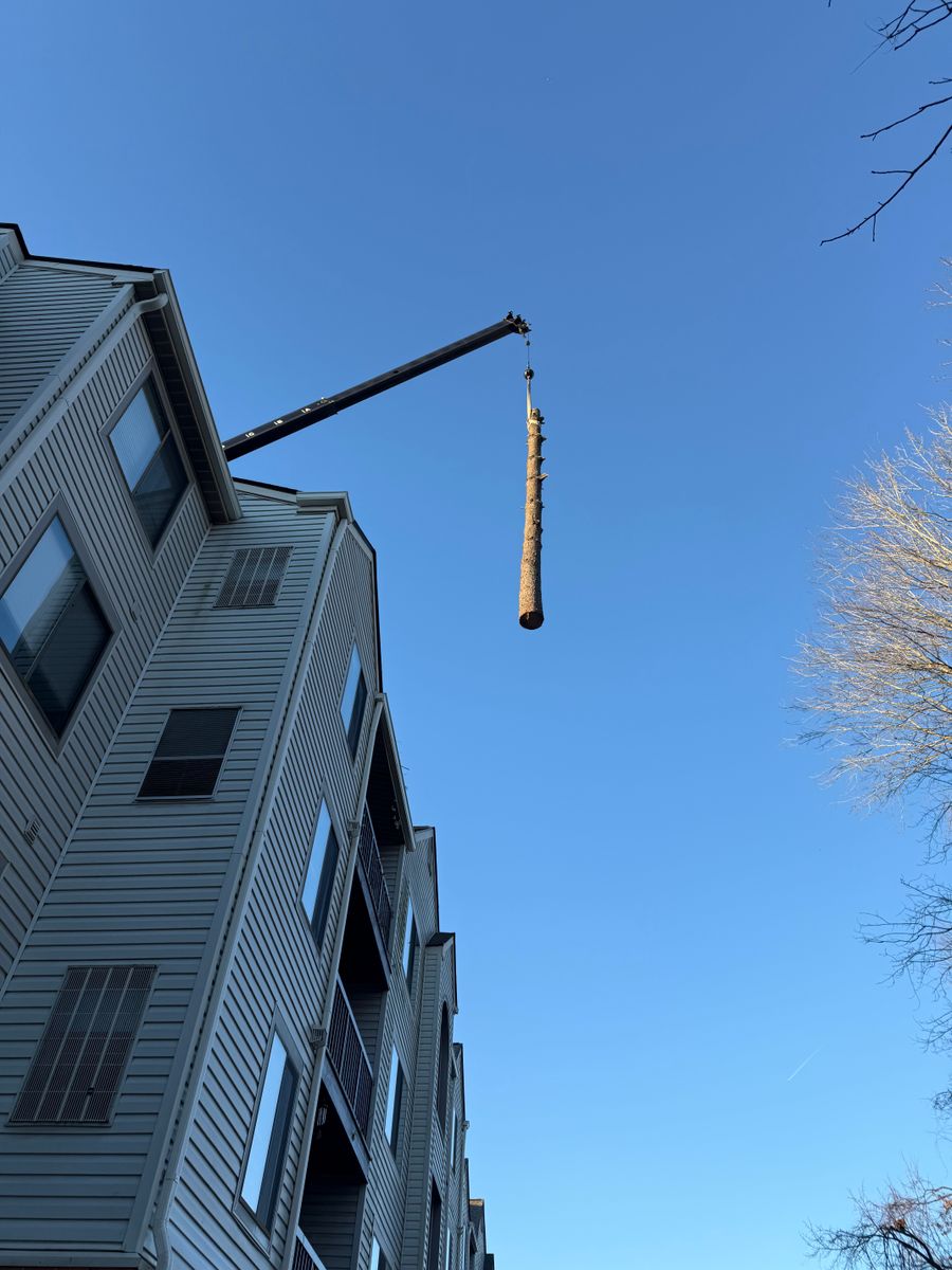 Stump Removal for Branch Out Tree Care LLC in Fredericksburg, VA