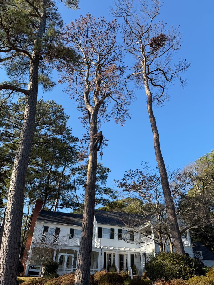 Tree Removal for Tidewater Tree Service in Chesapeake, VA