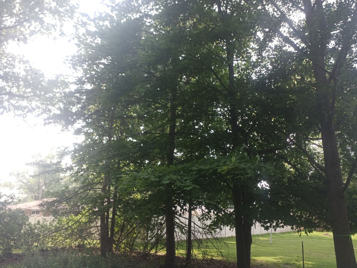 Tree Removal for Hendricks Mowing in Amherst, OH