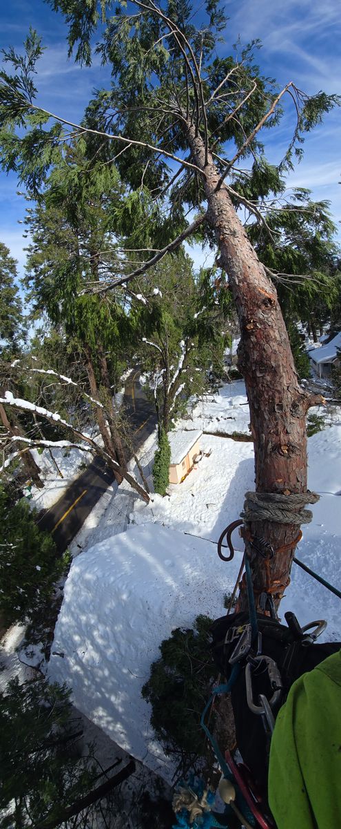 Storm Damage for George Staddan's Professional Tree Care in Placerville, CA