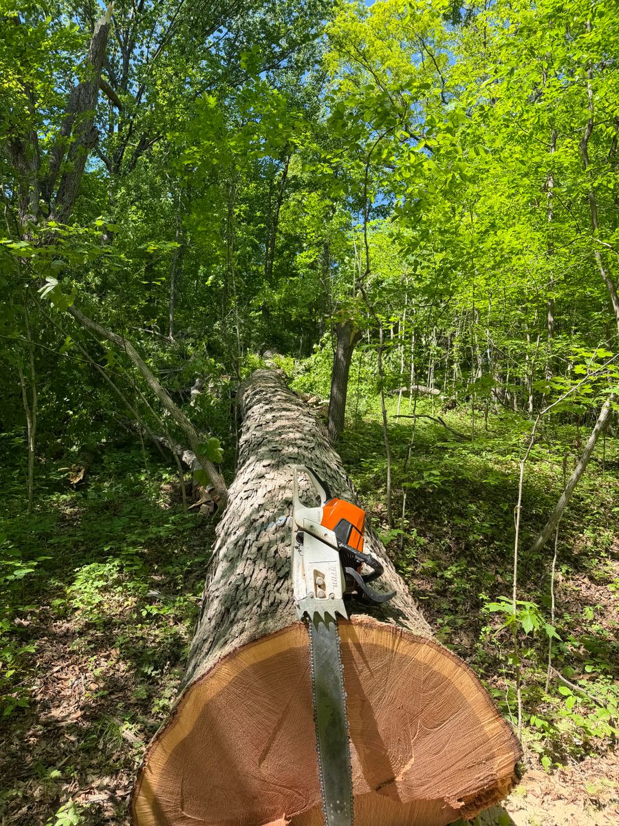 Logging for Kadin’s Tree Service in North Vernon, IN