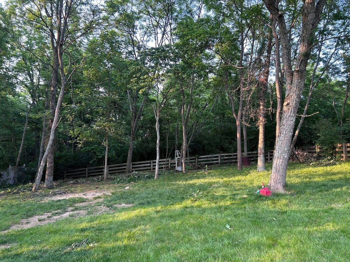 Tree Trimming for Terra Steel Creations in Independence, KY