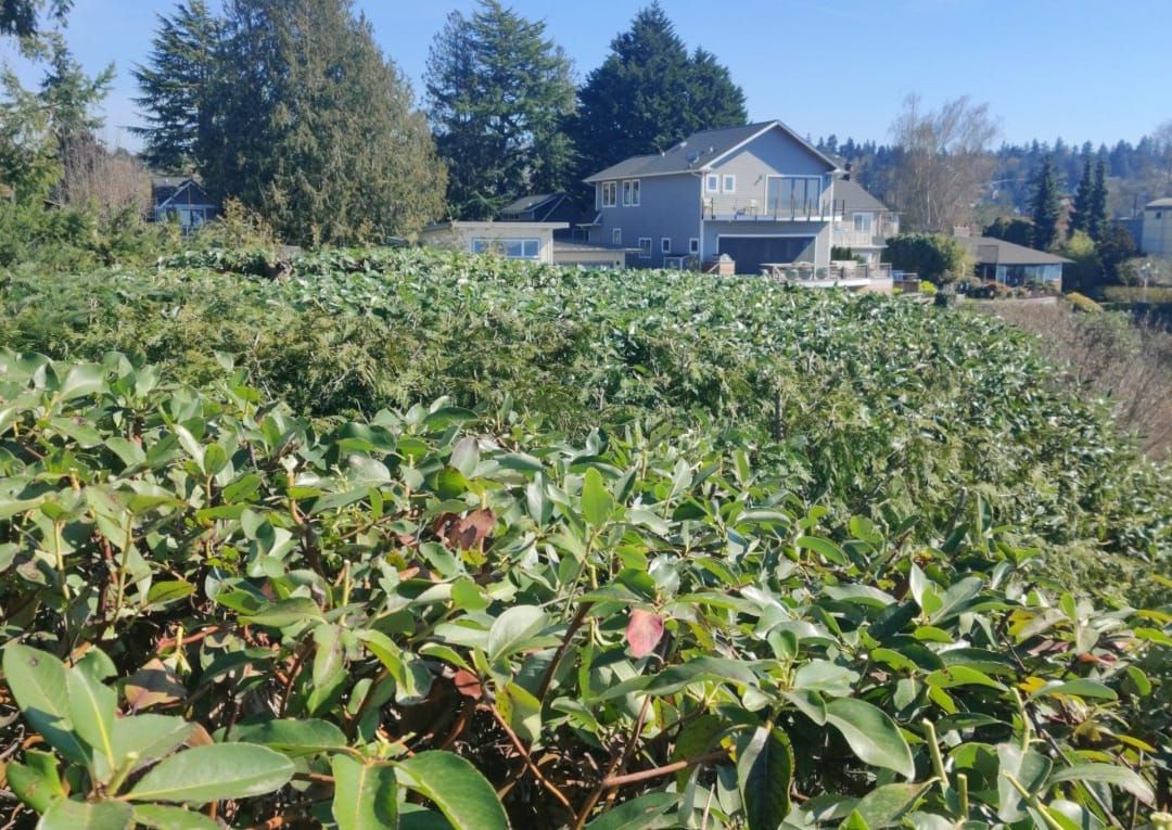 Shrub Trimming for A&J WA Tree Services in Kent, WA