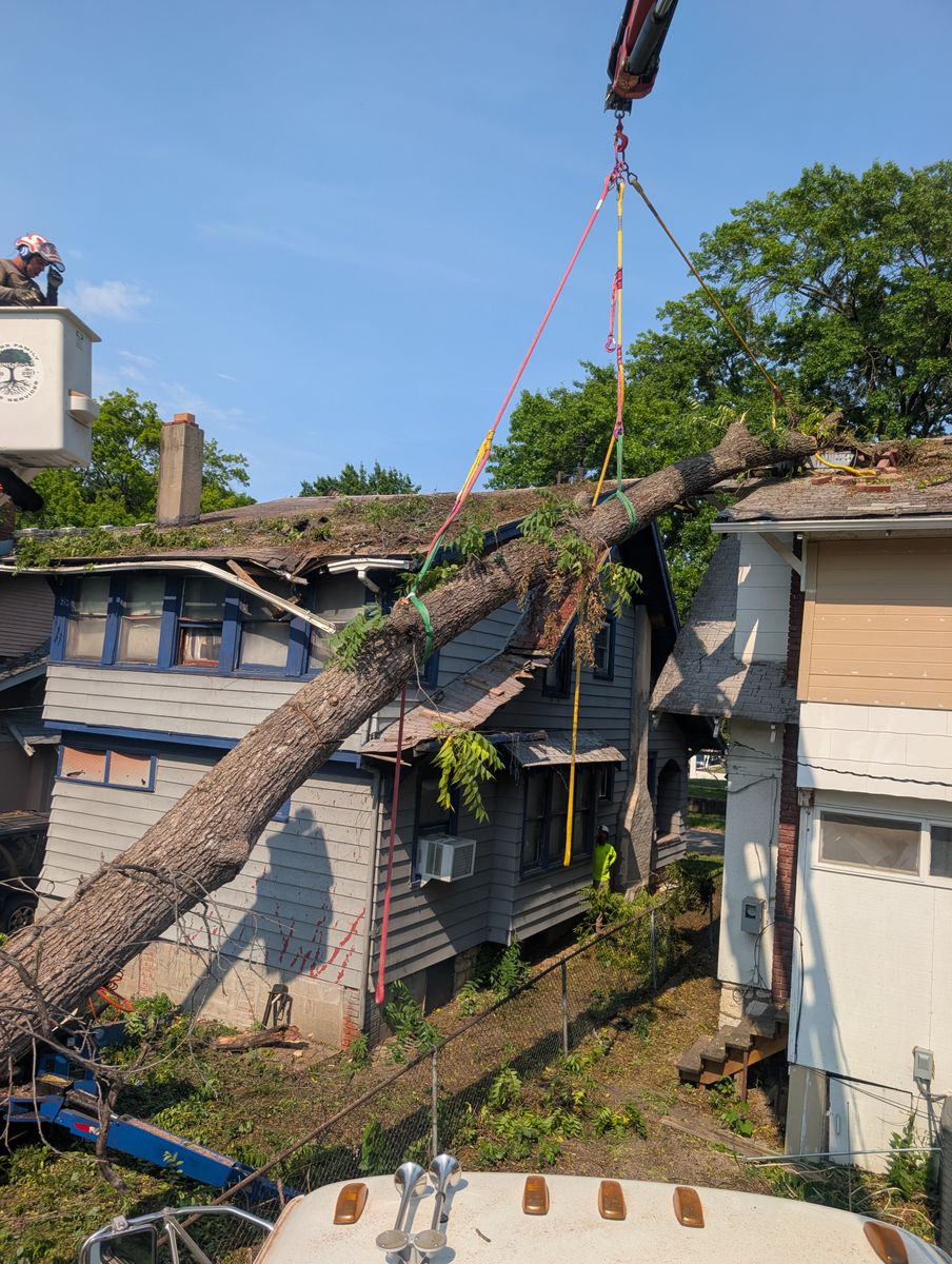 Tree Removal for Mitchell Tree Company in Lathrop, MO