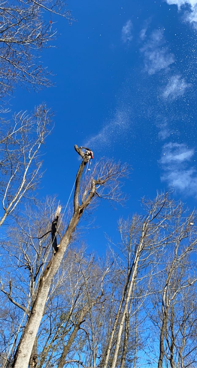 Tree Removal for Branch Out Tree Care LLC in Fredericksburg, VA