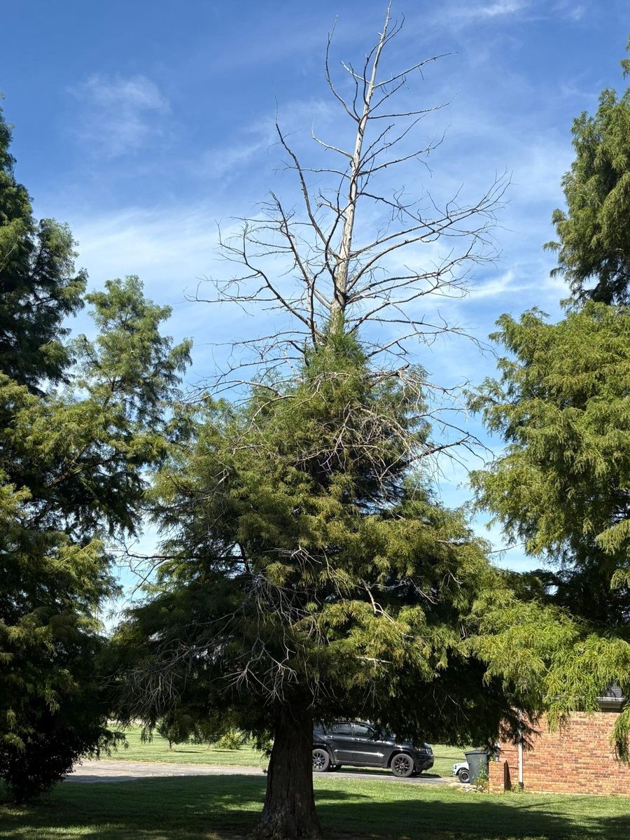 Tree Trimming for Dig-It Tree Company in Mason, OH