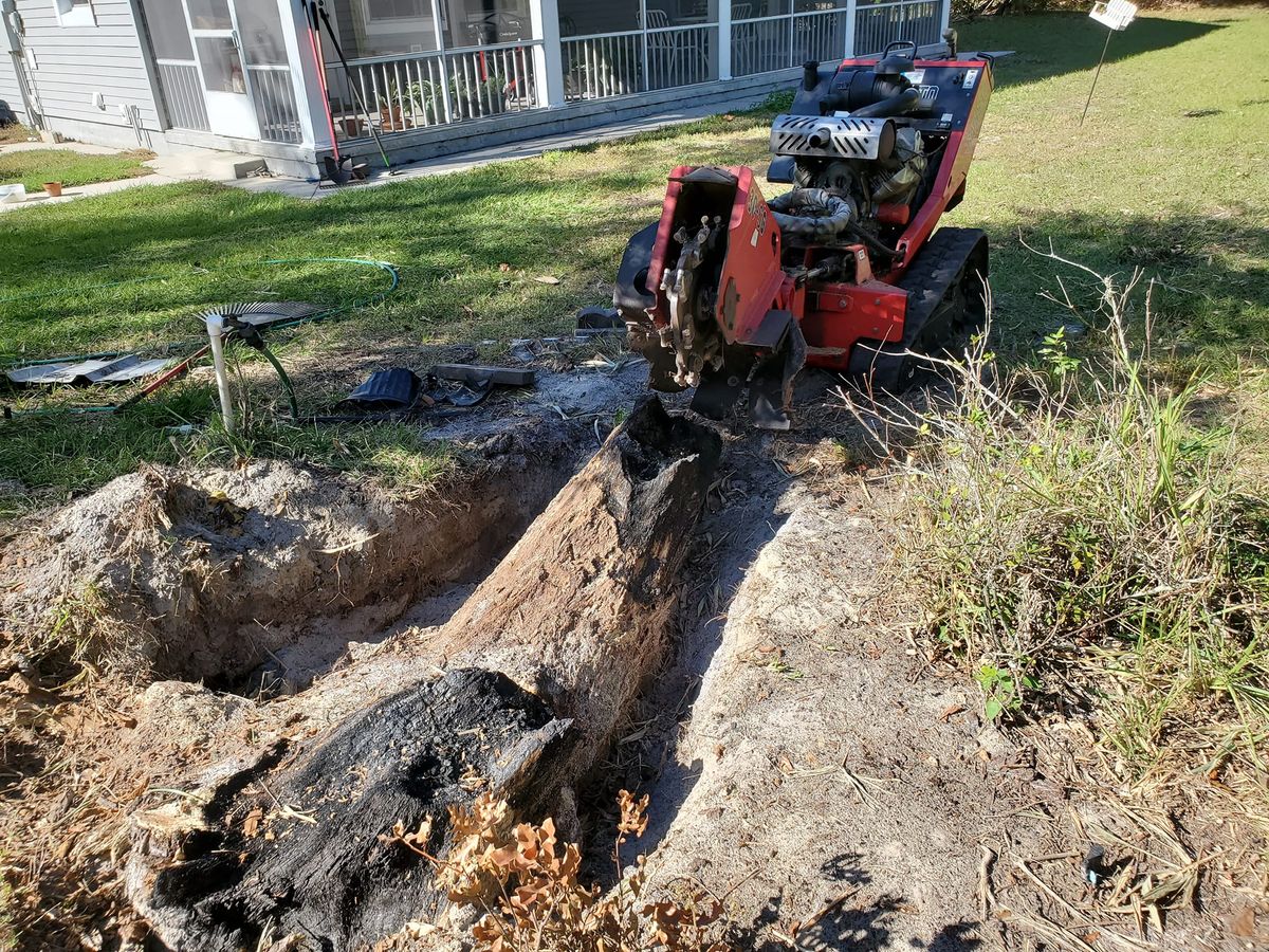 Tree Removal for Regal Tree Service and Stump Grinding in Wauchula, FL