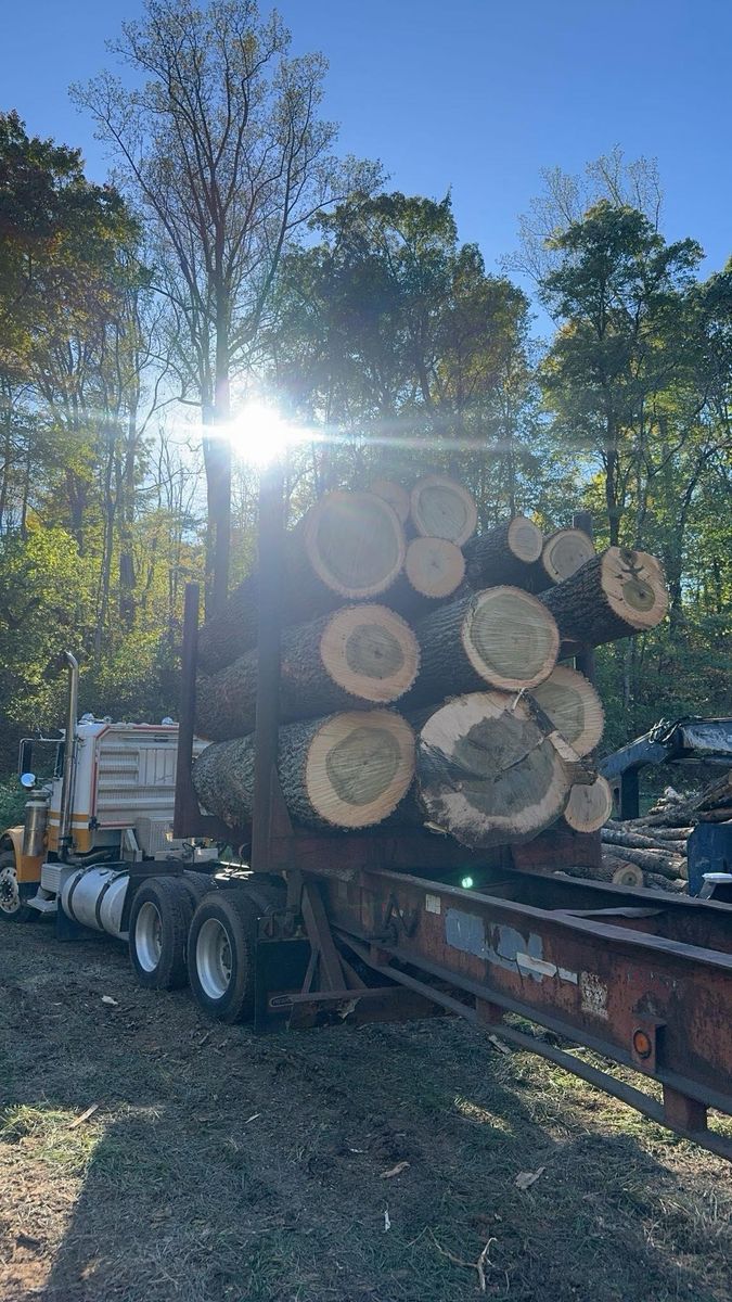 Logging for Williamson Logging in Hardy, VA